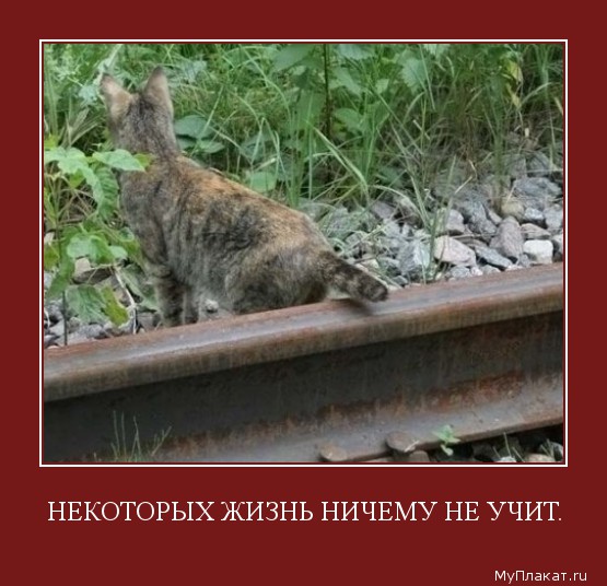 730-nekotoryh_jizni_nichemu_ne_uchit.jpg