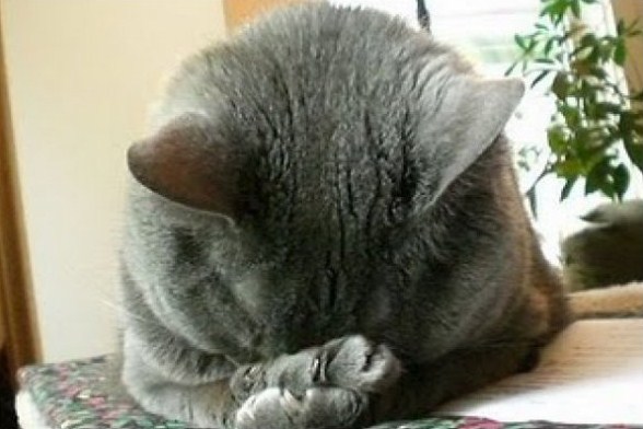 facepalm-cat_001.jpg