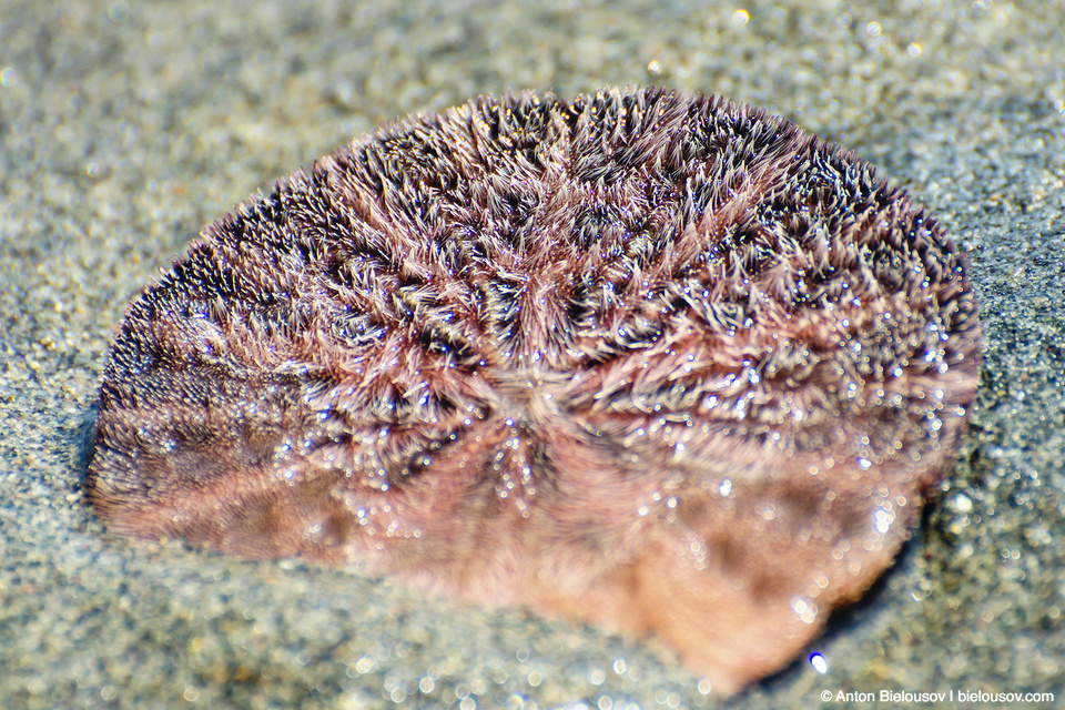 live-sand-dollar-bottom-960x640.jpg