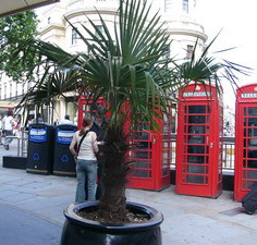 palm_in_london_3.jpg